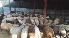 ÇOKLAR ET VE ET MAMÜLLERİ GIDA HAYVANCILIK SAN.TİC.LTD.ŞTİ.